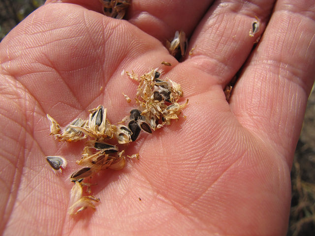 Encelia farinosa
