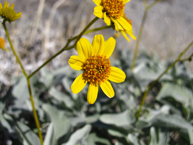 Encelia farinosa (Encelia farinosa)