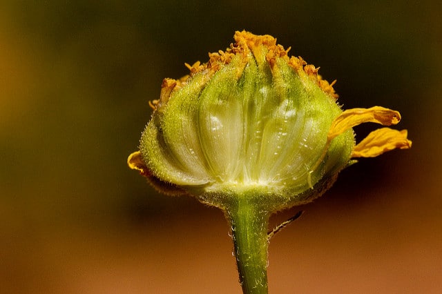 Encelia frutescens