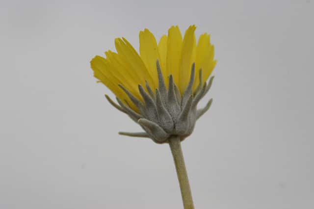 Enceliopsis nudicaulis (Enceliopsis nudicaulis)