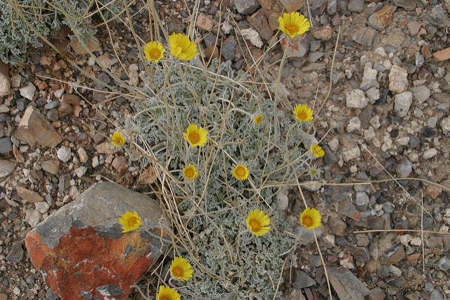 Enceliopsis nudicaulis