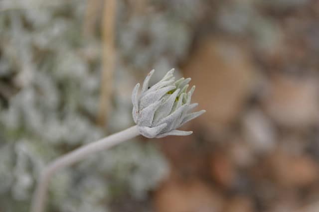 Enceliopsis nudicaulis