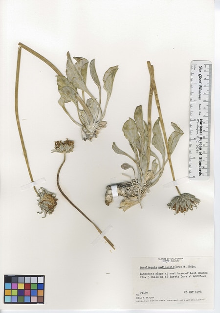 Enceliopsis nudicaulis