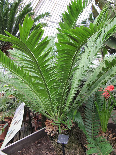 Encephalartos altensteinii (Encephalartos altensteinii)