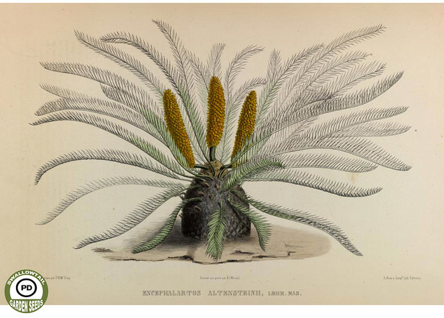 Encephalartos altensteinii