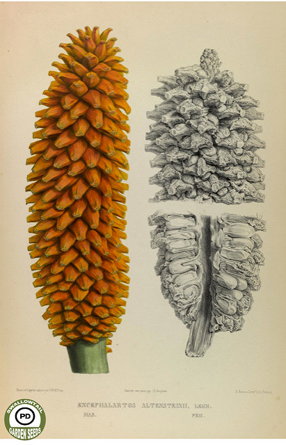 Encephalartos altensteinii