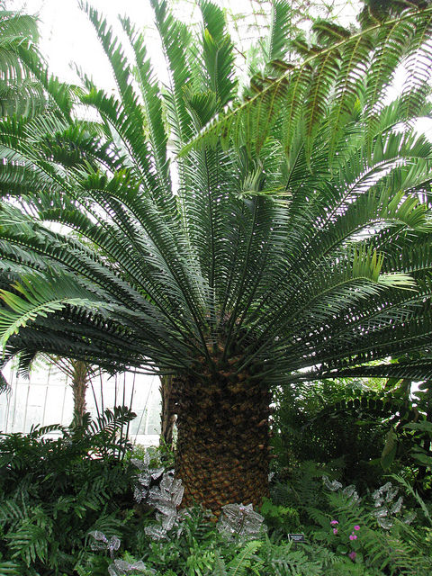 Encephalartos altensteinii