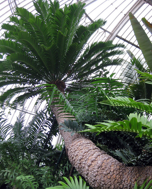 Encephalartos altensteinii