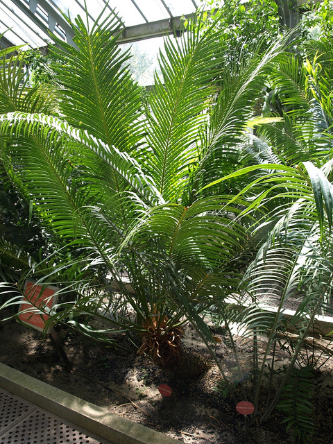 Encephalartos altensteinii