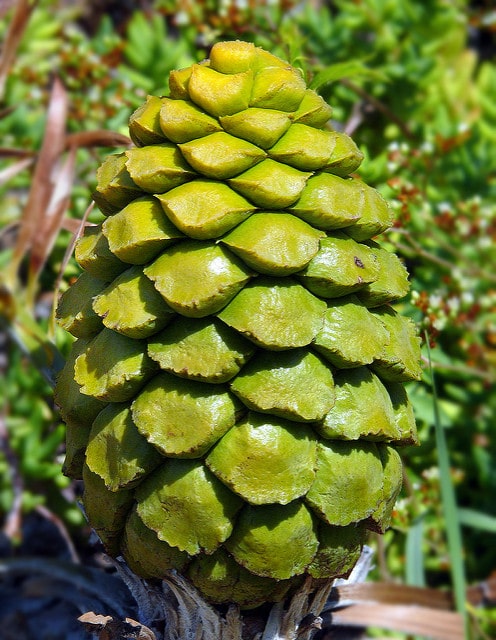 Encephalartos caffer (Encephalartos caffer)