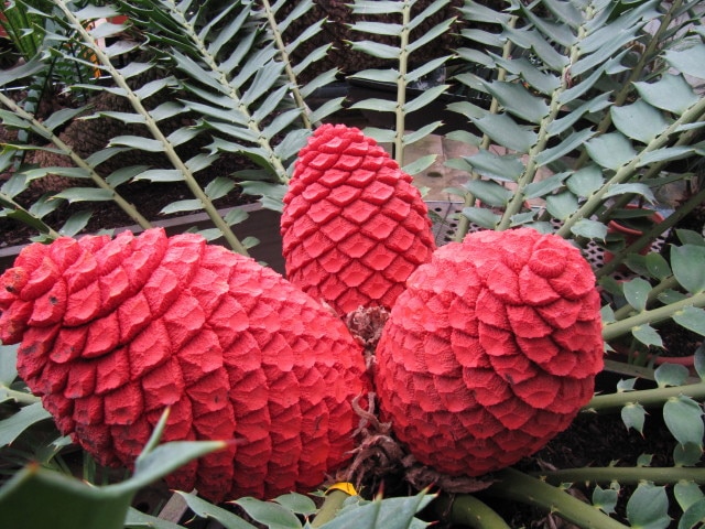 Encephalartos ferox