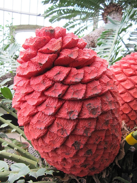 Encephalartos ferox