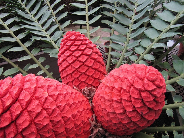 Encephalartos ferox