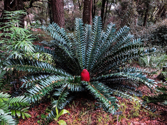 Encephalartos ferox