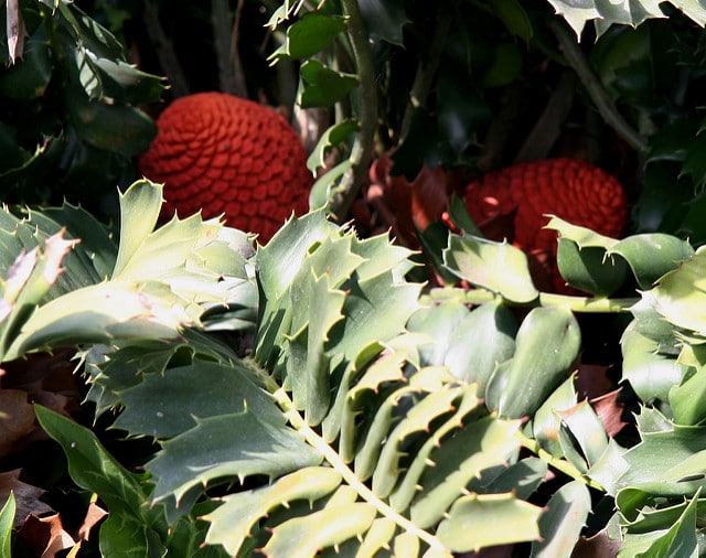 Encephalartos ferox