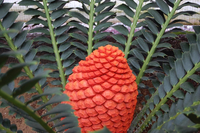 Encephalartos ferox (Encephalartos ferox)