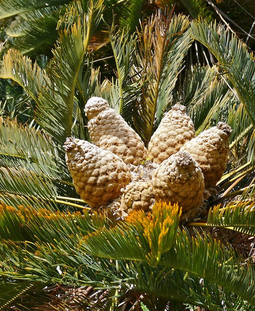 Encephalartos friderici-guilielmi