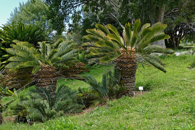 Encephalartos friderici-guilielmi