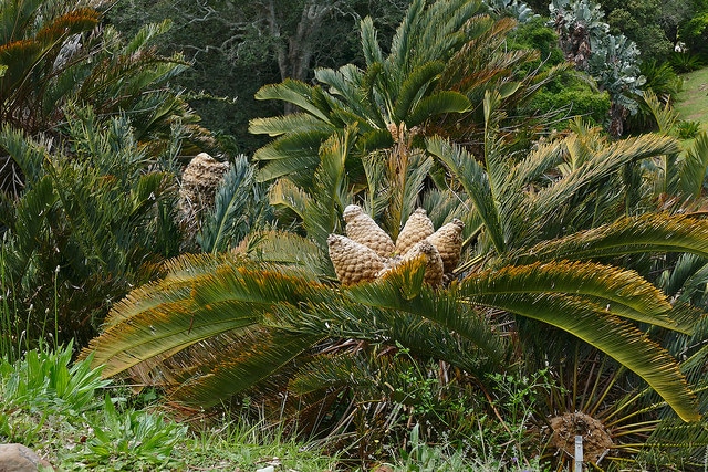 Encephalartos friderici-guilielmi