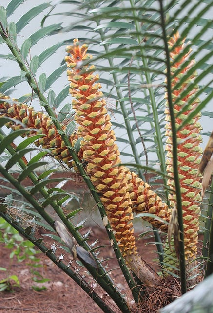 Encephalartos hildebrandtii