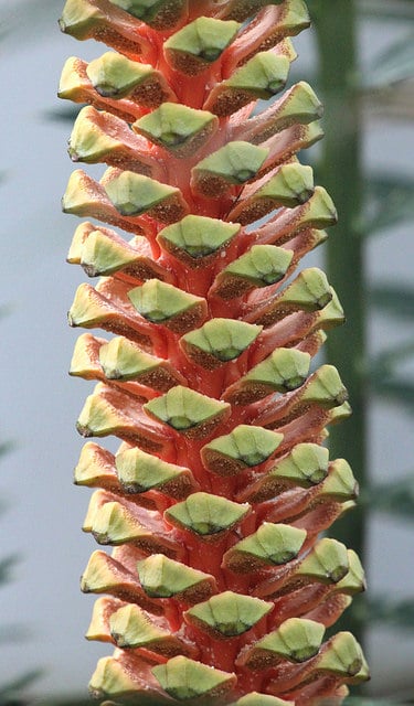 Encephalartos hildebrandtii