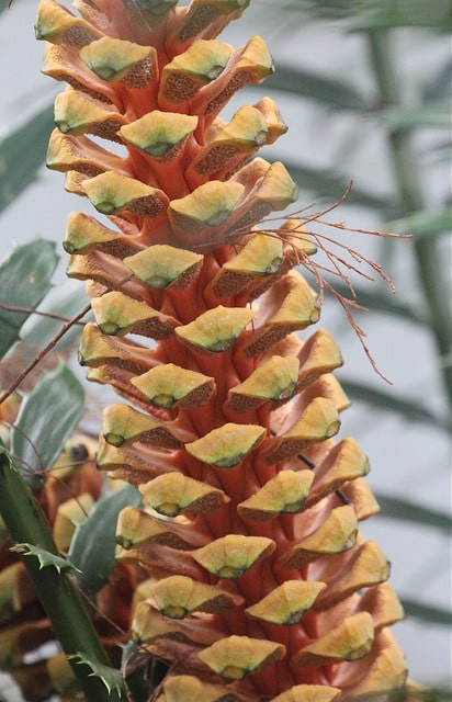 Encephalartos hildebrandtii