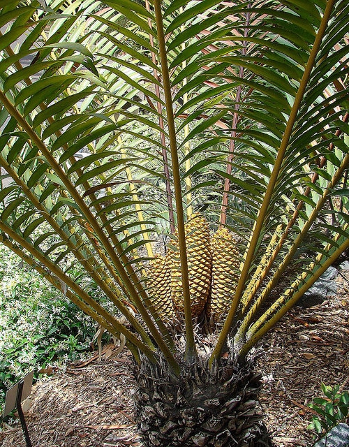 Encephalartos hildebrandtii