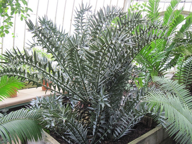 Encéphalartos cornu (Encephalartos horridus)
