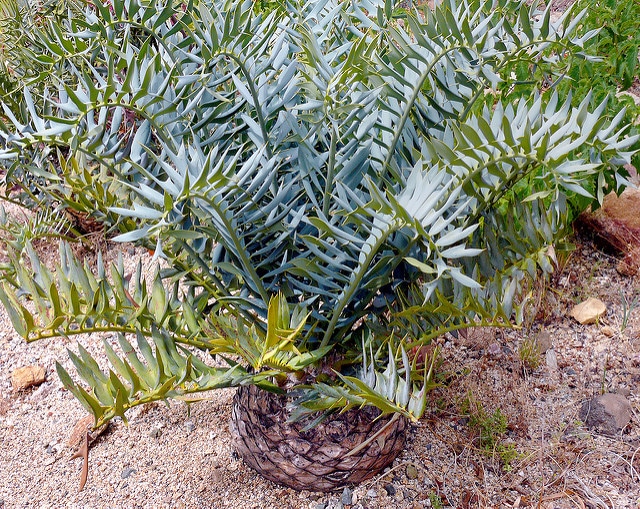Encéphalartos cornu