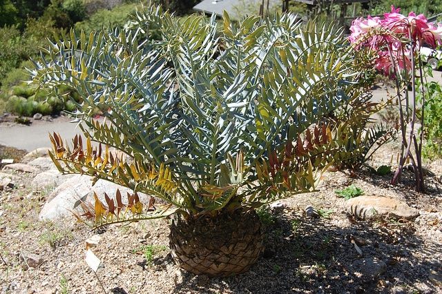 Encéphalartos cornu