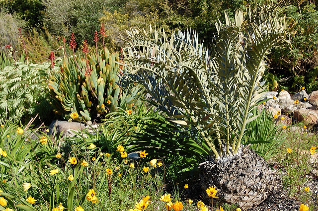 Encéphalartos cornu