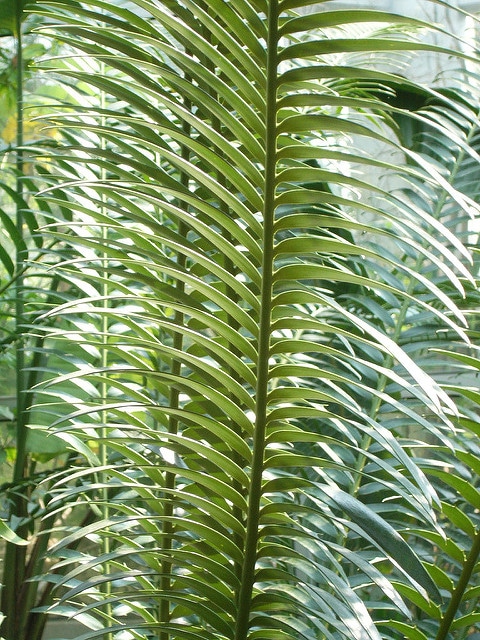 Encephalartos lebomboensis (Encephalartos lebomboensis)
