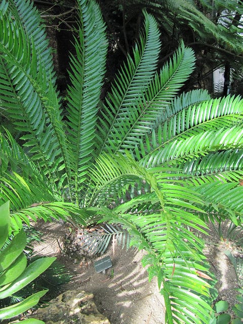 Encephalartos lehmannii