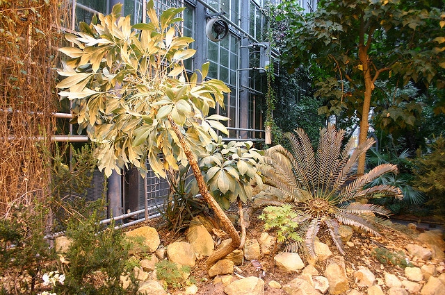 Encephalartos lehmannii