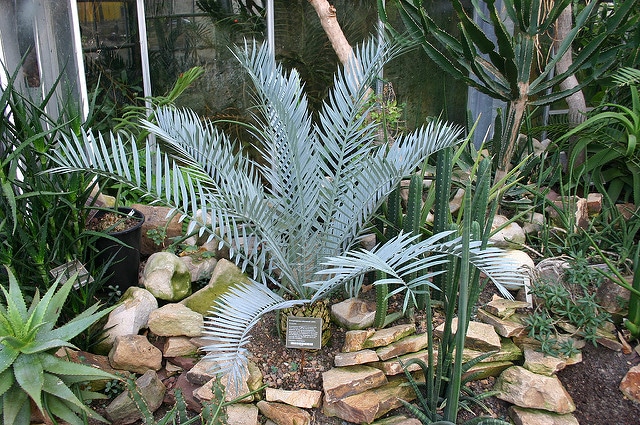 Encephalartos lehmannii (Encephalartos lehmannii)