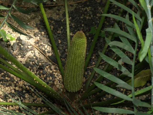 Encephalartos longifolius (Encephalartos longifolius)