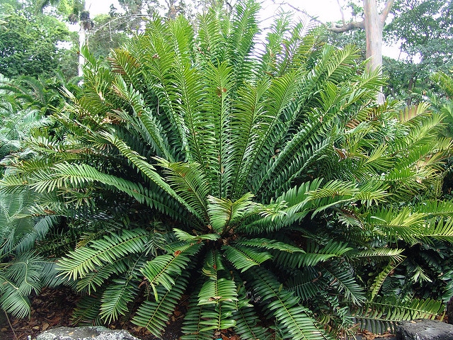 Encephalartos natalensis (Encephalartos natalensis)