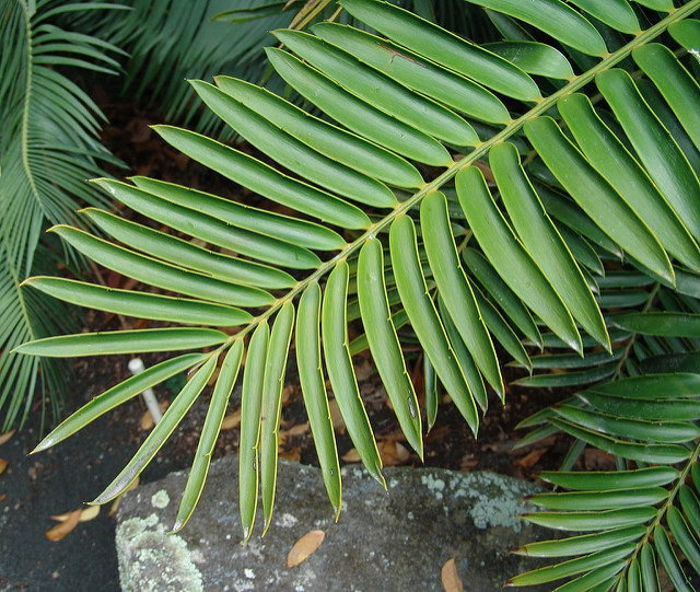 Encephalartos natalensis