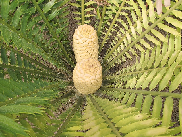 Encephalartos natalensis