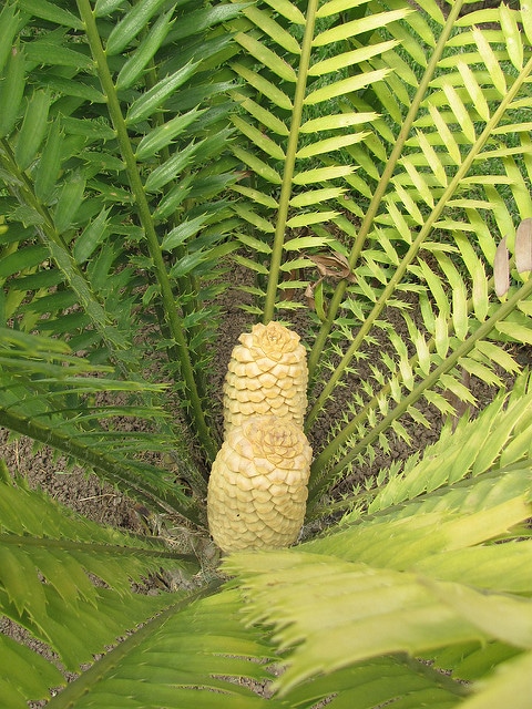 Encephalartos natalensis