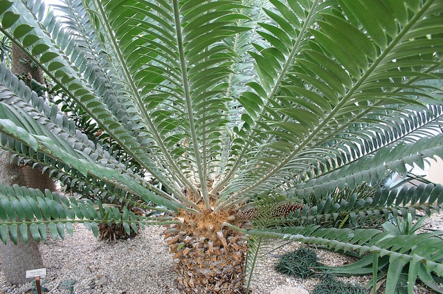Encephalartos natalensis