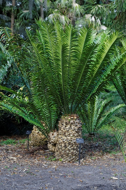 Encephalartos natalensis