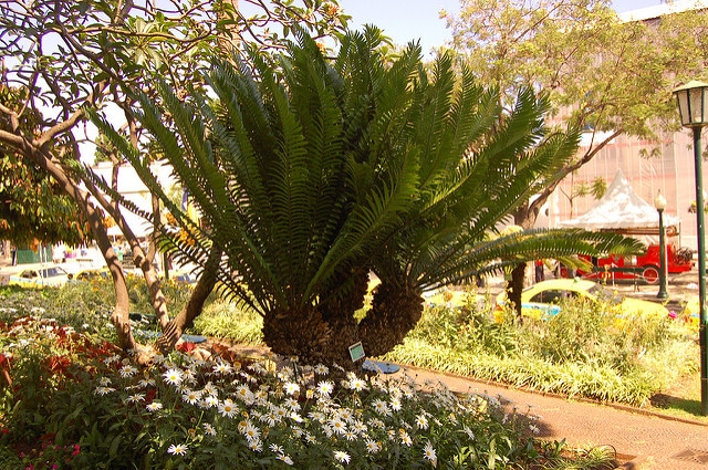Encephalartos transvenosus