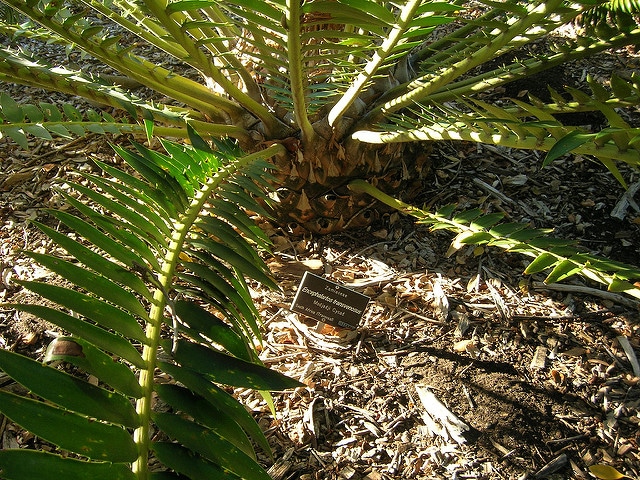Encephalartos transvenosus