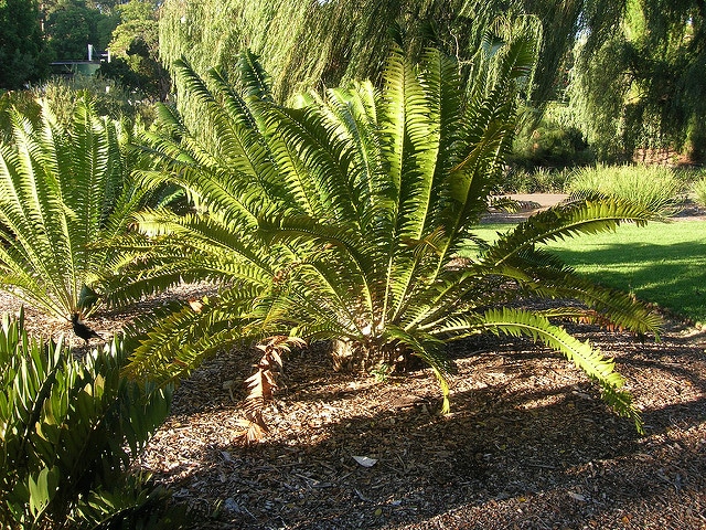 Encephalartos transvenosus (Encephalartos transvenosus)