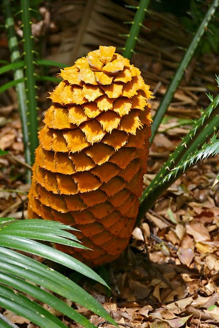 Encephalartos villosus