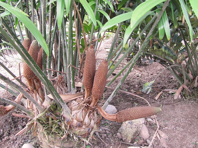 Encephalartos villosus
