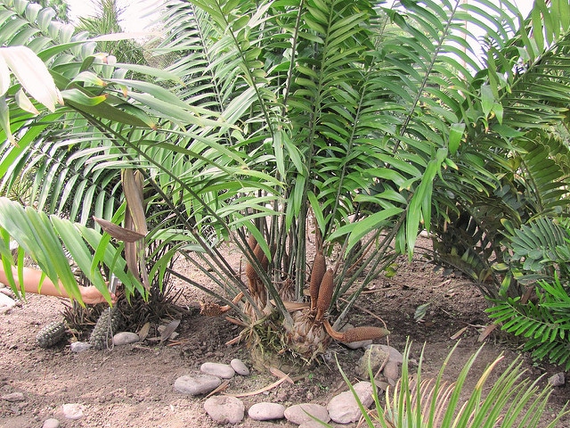 Encephalartos villosus