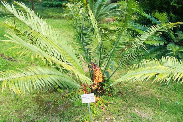 Encephalartos villosus