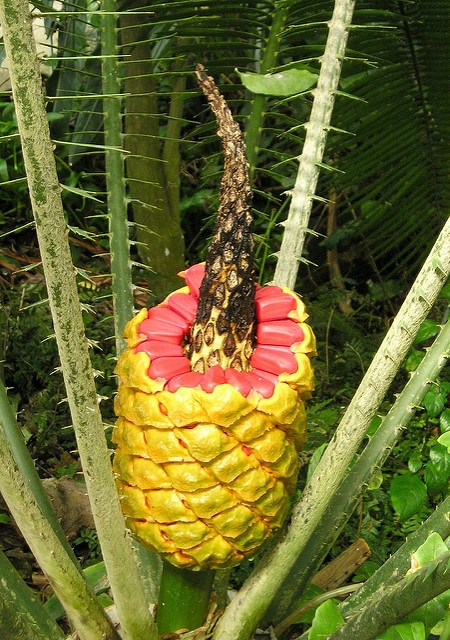 Encephalartos villosus